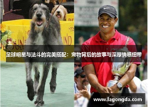 足球明星与法斗的完美搭配：宠物背后的故事与深厚情感纽带
